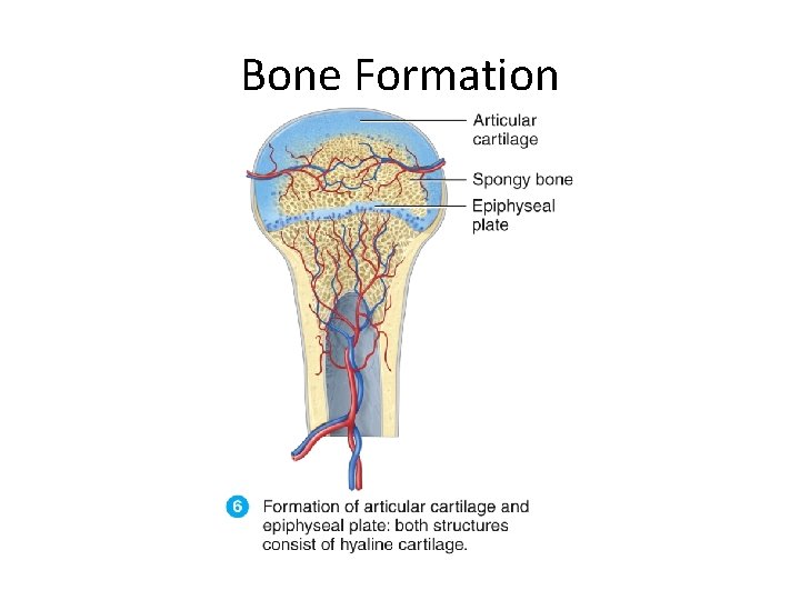 Bone Formation 