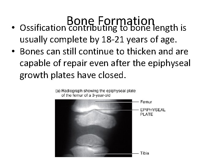  • Bone Formation Ossification contributing to bone length is usually complete by 18