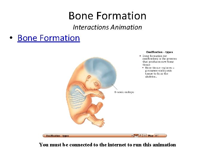 Bone Formation Interactions Animation • Bone Formation You must be connected to the internet