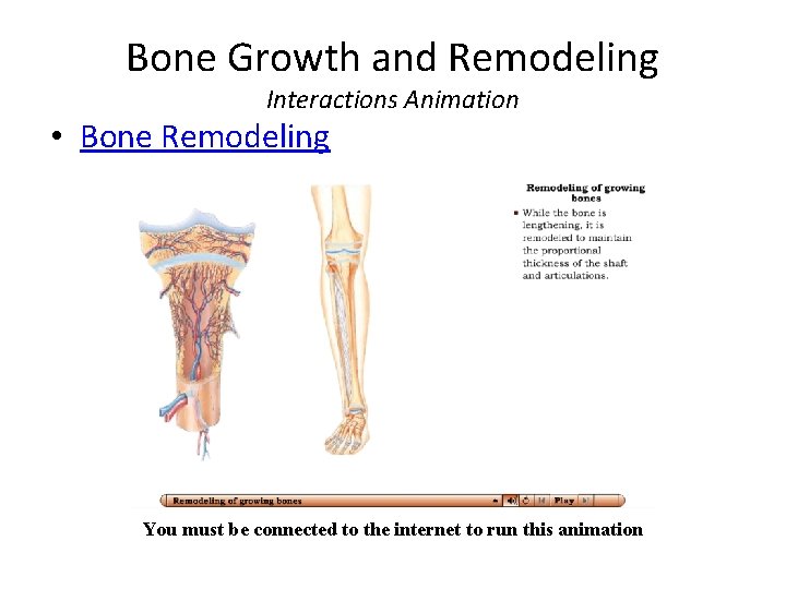 Bone Growth and Remodeling Interactions Animation • Bone Remodeling You must be connected to