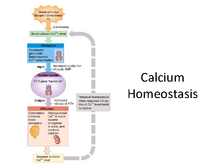 Calcium Homeostasis 