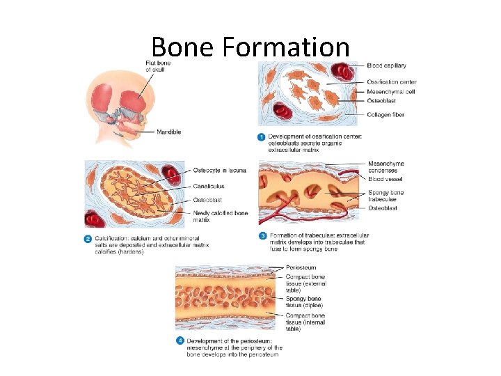 Bone Formation 