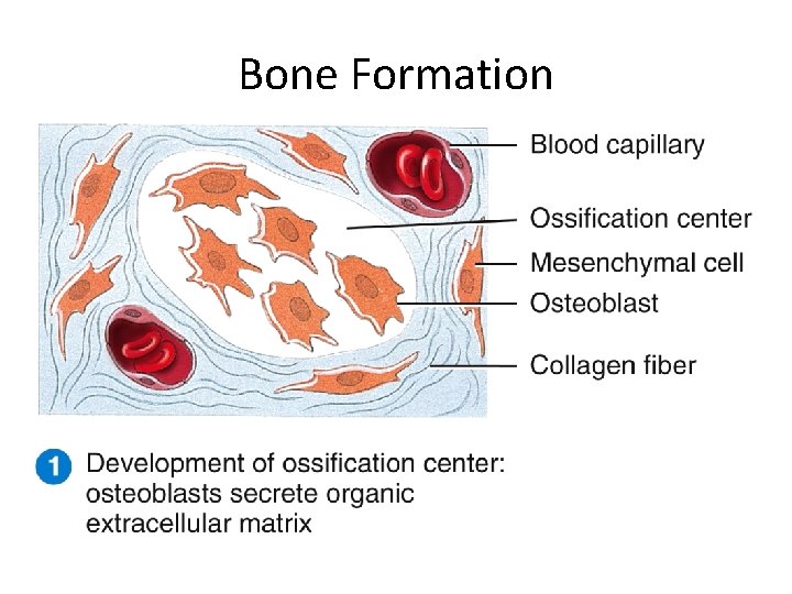Bone Formation 