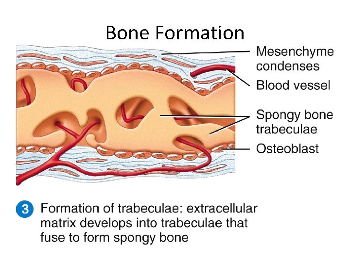 Bone Formation 