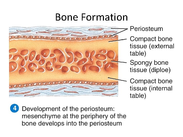 Bone Formation 