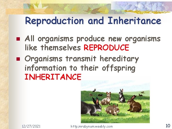 Reproduction and Inheritance n n All organisms produce new organisms like themselves REPRODUCE Organisms