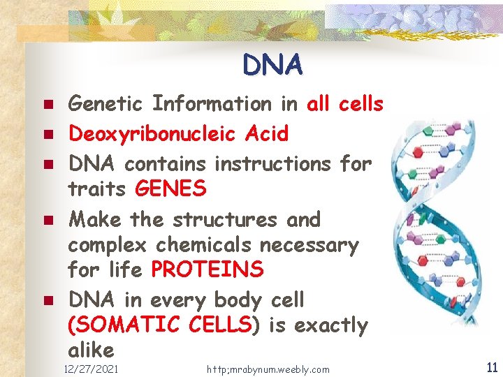 DNA n n n Genetic Information in all cells Deoxyribonucleic Acid DNA contains instructions