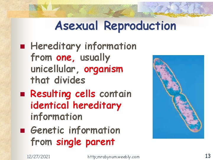 Asexual Reproduction n Hereditary information from one, usually unicellular, organism that divides Resulting cells