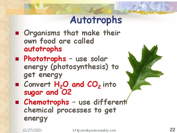 Autotrophs n n Organisms that make their own food are called autotrophs Phototrophs –