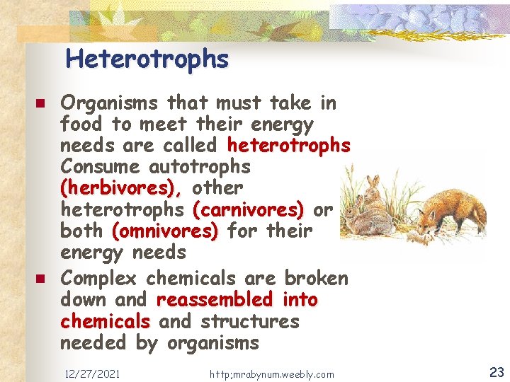 Heterotrophs n n Organisms that must take in food to meet their energy needs