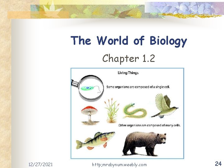 The World of Biology Chapter 1. 2 12/27/2021 http; mrabynum. weebly. com 24 