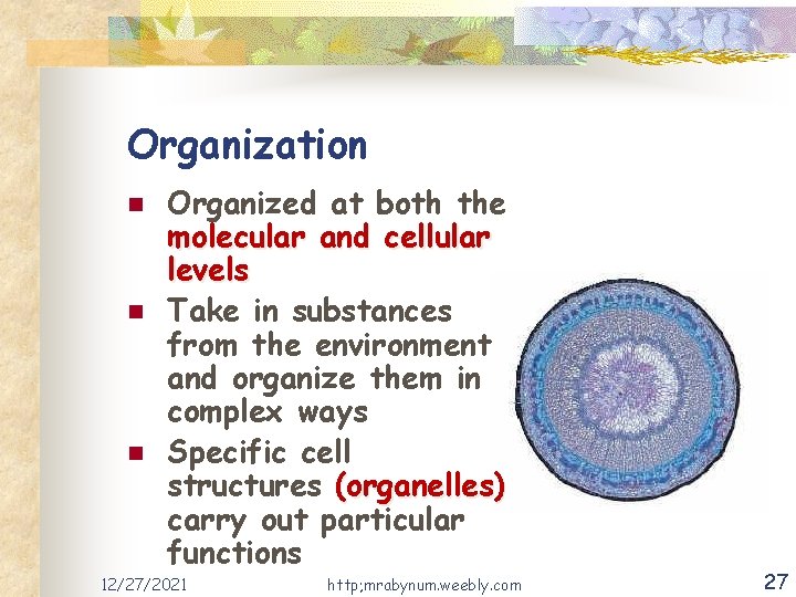 Organization n Organized at both the molecular and cellular levels Take in substances from