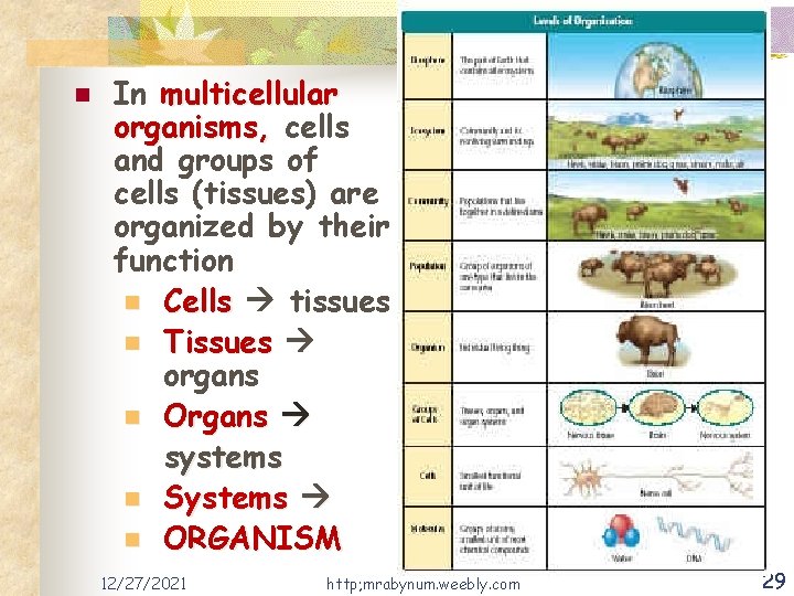 n In multicellular organisms, cells and groups of cells (tissues) are organized by their