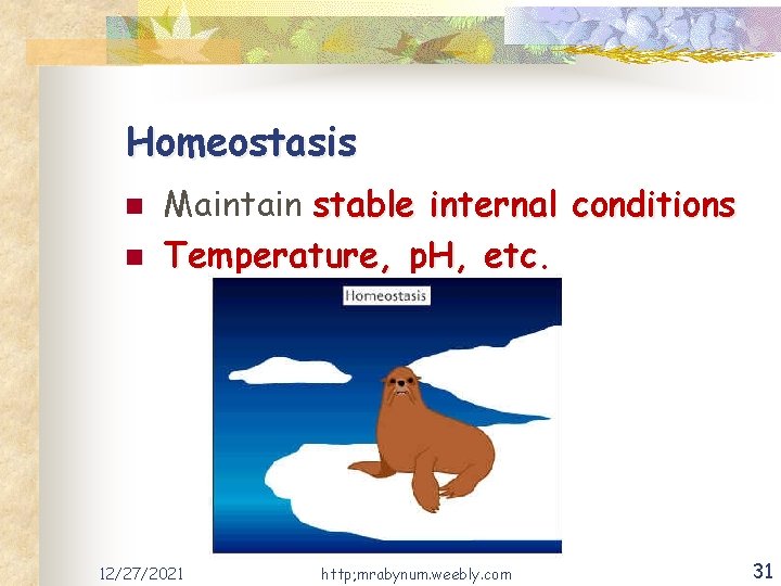 Homeostasis n n Maintain stable internal conditions Temperature, p. H, etc. 12/27/2021 http; mrabynum.