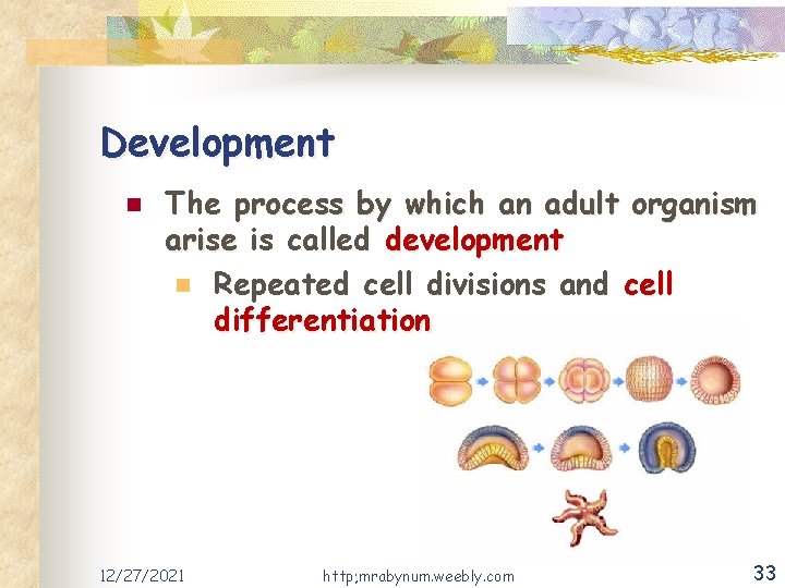Development n The process by which an adult organism arise is called development n