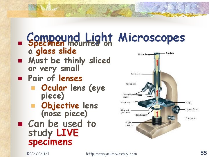 n n Compound Light Microscopes Specimen mounted on a glass slide Must be thinly