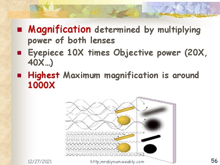 n n n Magnification determined by multiplying power of both lenses Eyepiece 10 X