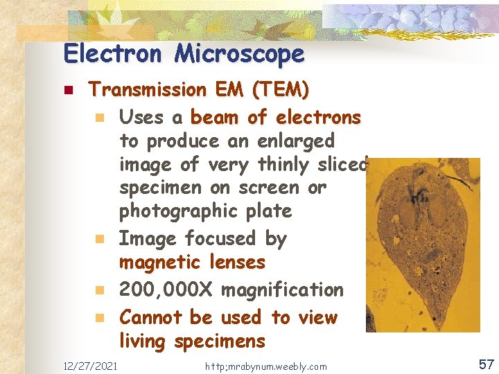 Electron Microscope n Transmission EM (TEM) n Uses a beam of electrons to produce