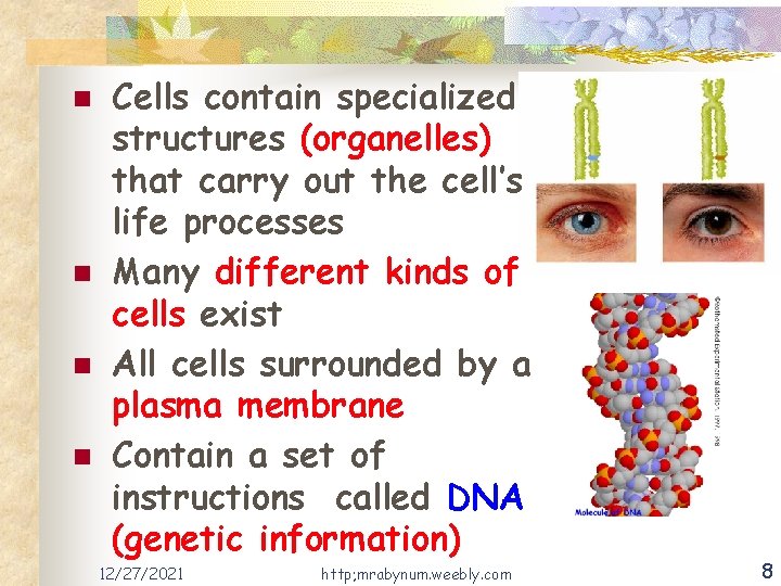 n n Cells contain specialized structures (organelles) that carry out the cell’s life processes