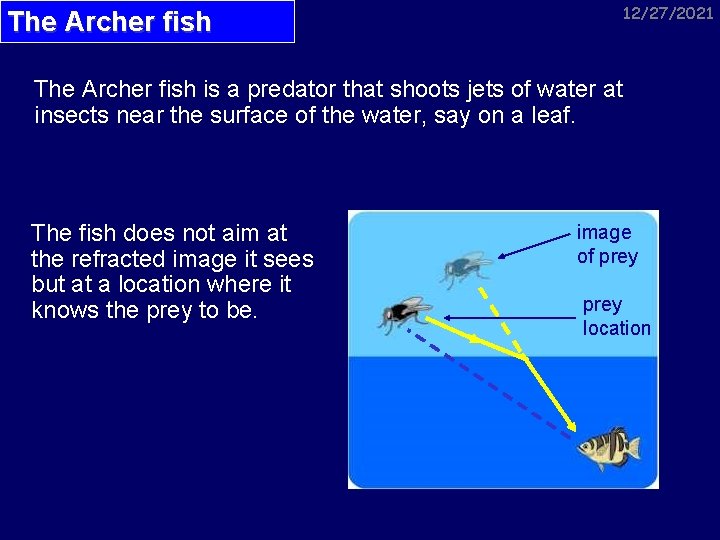 12/27/2021 The Archer fish is a predator that shoots jets of water at insects