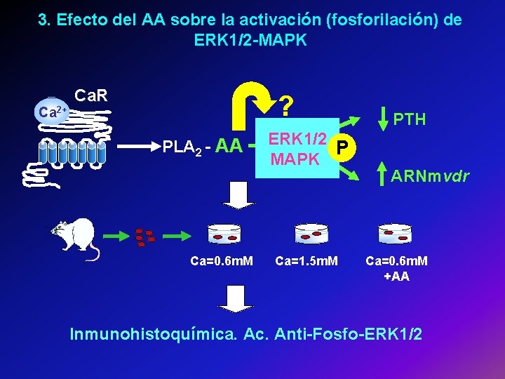 3. Efecto del AA sobre la activación (fosforilación) de ERK 1/2 -MAPK Ca 2+