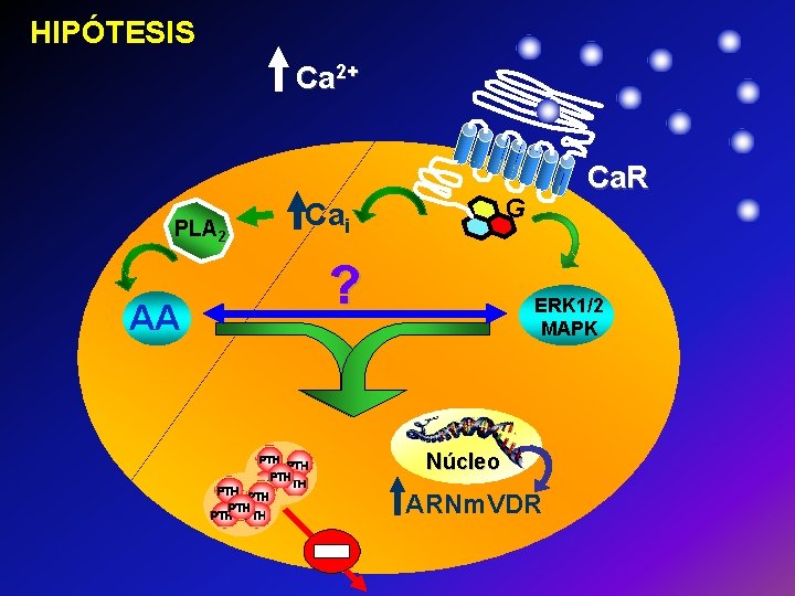 HIPÓTESIS Ca 2+ G Cai PLA 2 ? AA PTH PTH PTH Ca. R