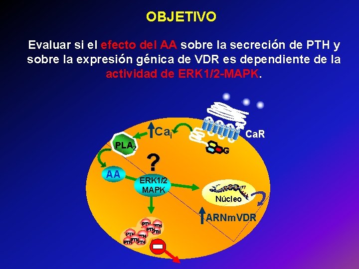 OBJETIVO Evaluar si el efecto del AA sobre la secreción de PTH y sobre