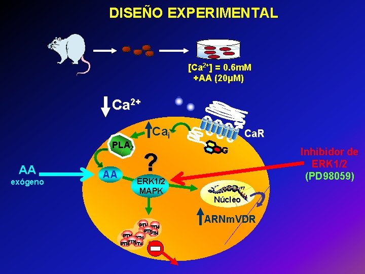 DISEÑO EXPERIMENTAL [Ca 2+] = 0. 6 m. M +AA (20μM) Ca 2+ PLA