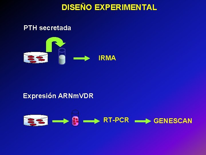 DISEÑO EXPERIMENTAL PTH secretada IRMA Expresión ARNm. VDR RT-PCR GENESCAN 