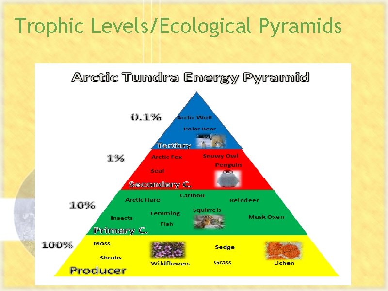 Trophic Levels/Ecological Pyramids 