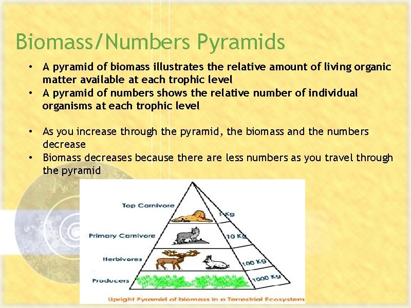 Biomass/Numbers Pyramids • A pyramid of biomass illustrates the relative amount of living organic