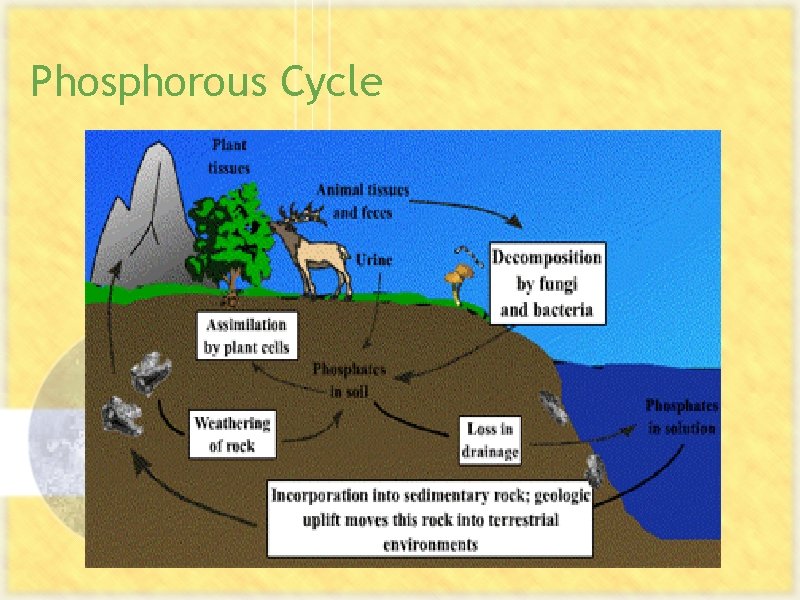 Phosphorous Cycle 