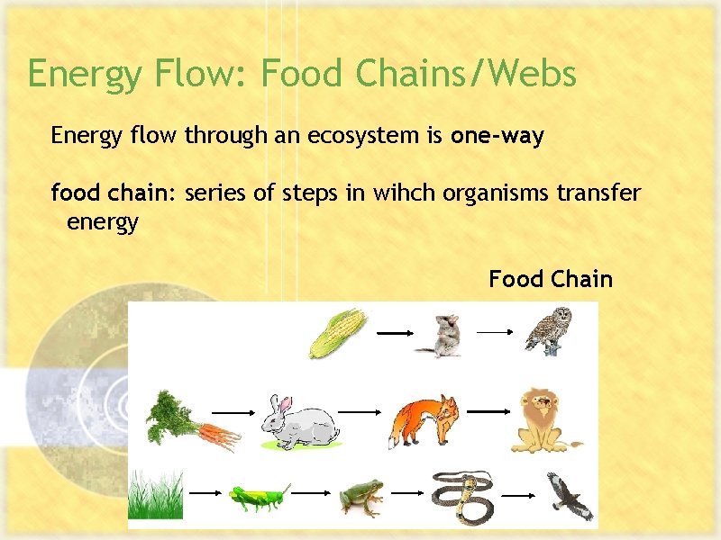 Energy Flow: Food Chains/Webs Energy flow through an ecosystem is one-way food chain: series