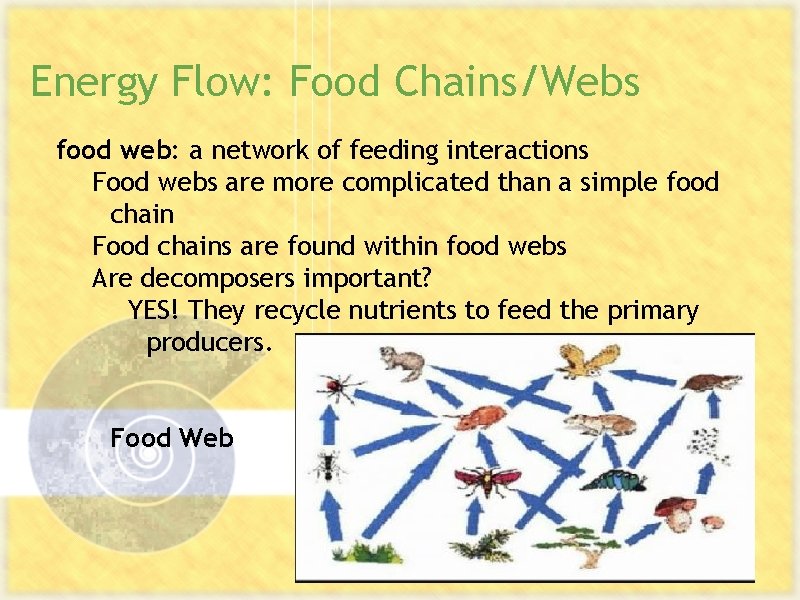 Energy Flow: Food Chains/Webs food web: a network of feeding interactions Food webs are