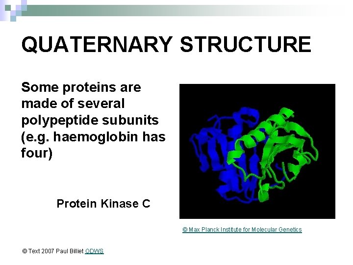 QUATERNARY STRUCTURE Some proteins are made of several polypeptide subunits (e. g. haemoglobin has