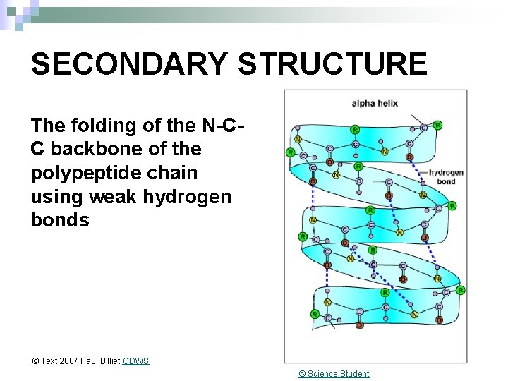 SECONDARY STRUCTURE The folding of the N-CC backbone of the polypeptide chain using weak