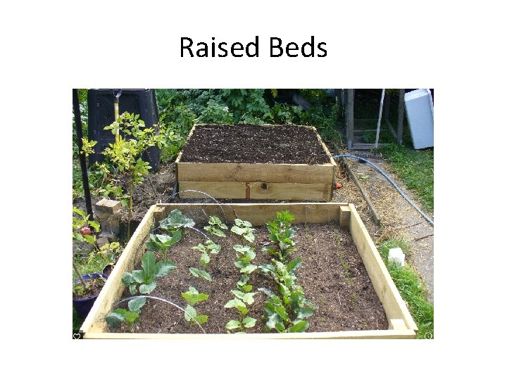 Raised Beds 