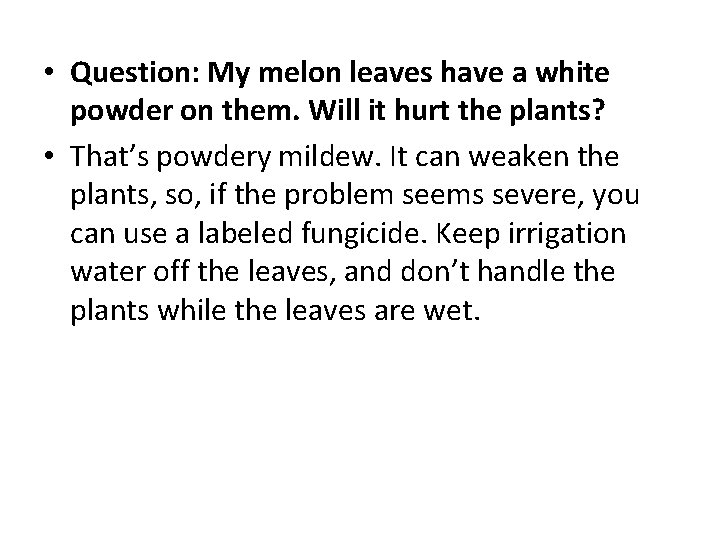  • Question: My melon leaves have a white powder on them. Will it