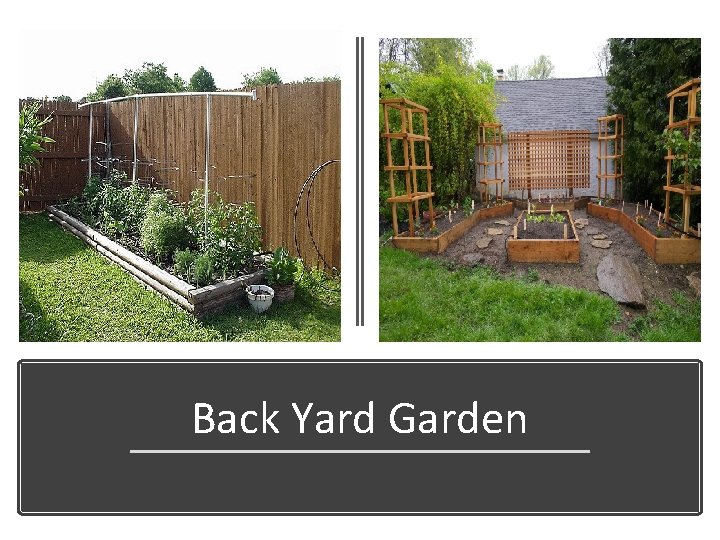 Back Yard Garden 