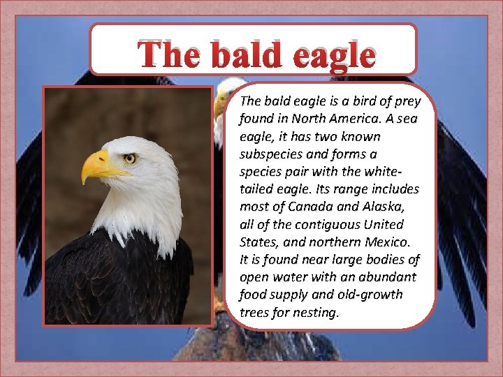 The bald eagle is a bird of prey found in North America. A sea
