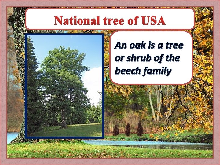 National tree of USA An oak is a tree or shrub of the beech