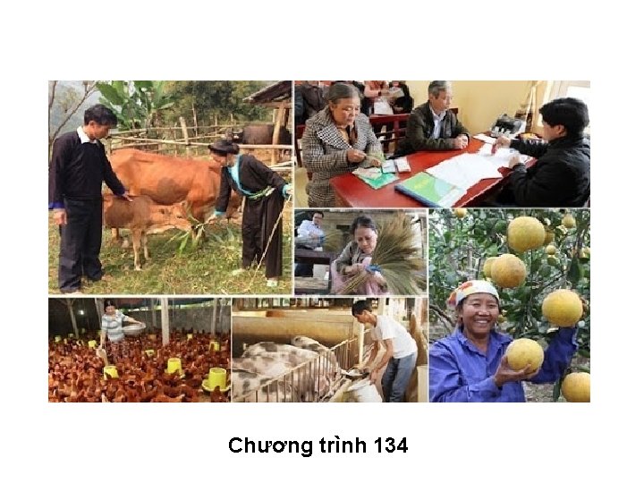 Chương trình 134 