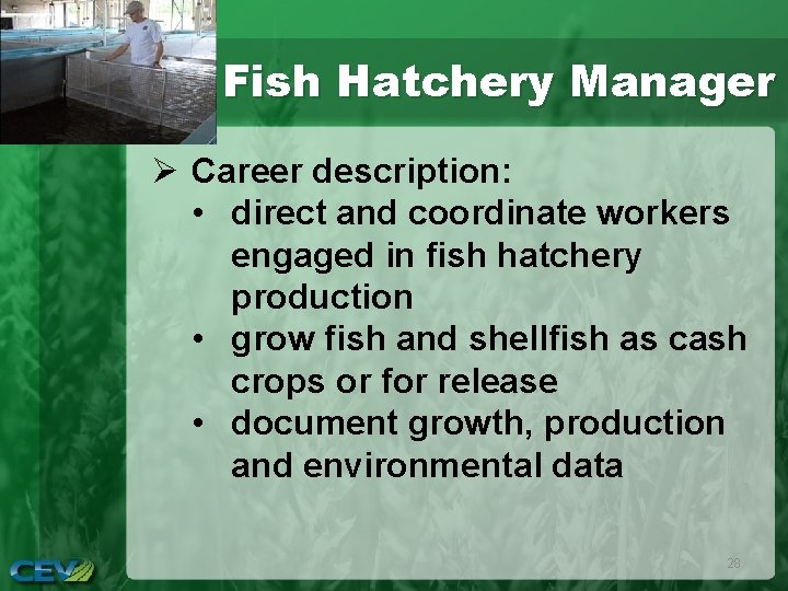 Fish Hatchery Manager Ø Career description: • direct and coordinate workers engaged in fish