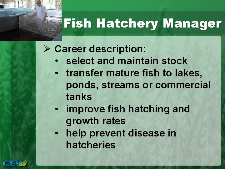 Fish Hatchery Manager Ø Career description: • select and maintain stock • transfer mature