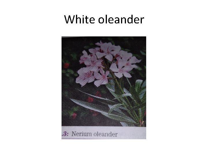 White oleander 