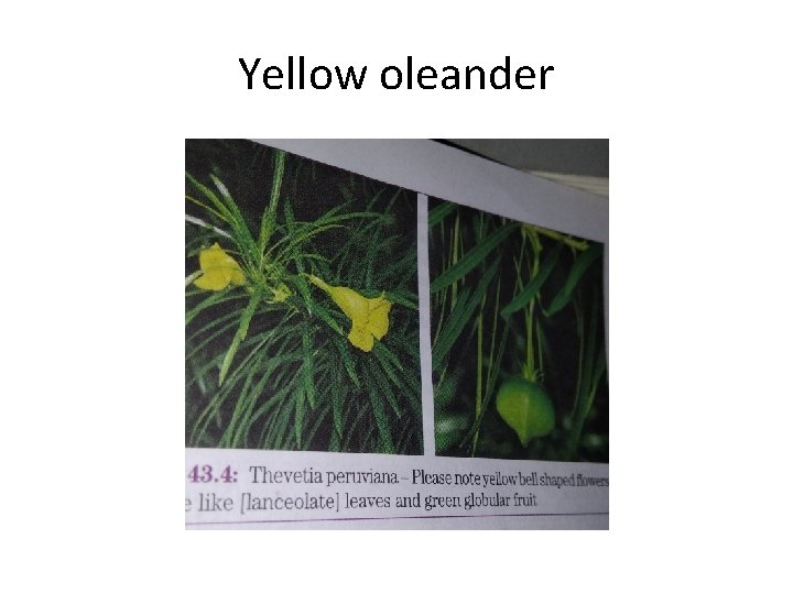 Yellow oleander 