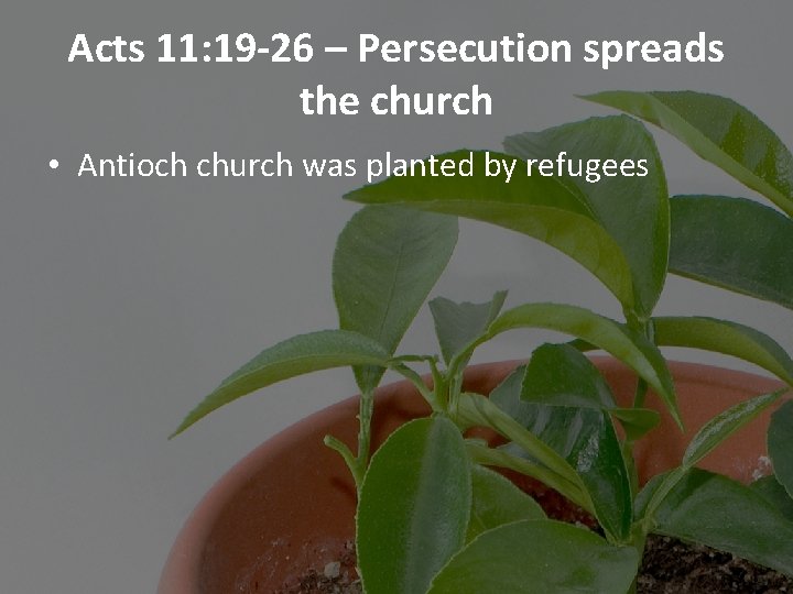 Acts 11: 19 -26 – Persecution spreads the church • Antioch church was planted