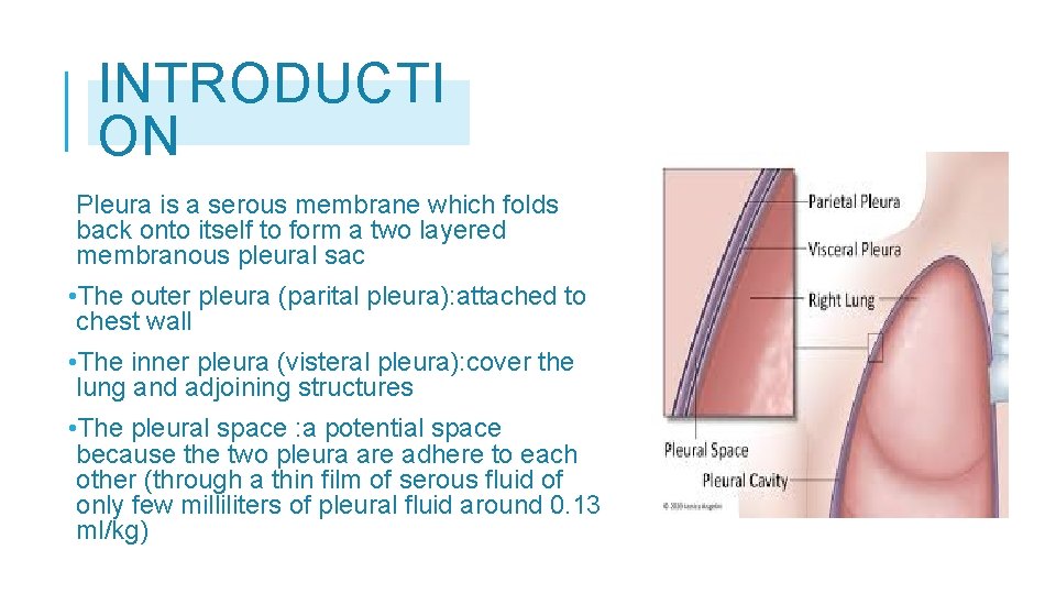 INTRODUCTI ON Pleura is a serous membrane which folds back onto itself to form
