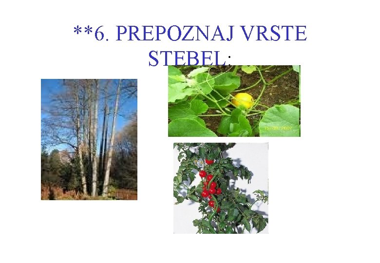 **6. PREPOZNAJ VRSTE STEBEL: 