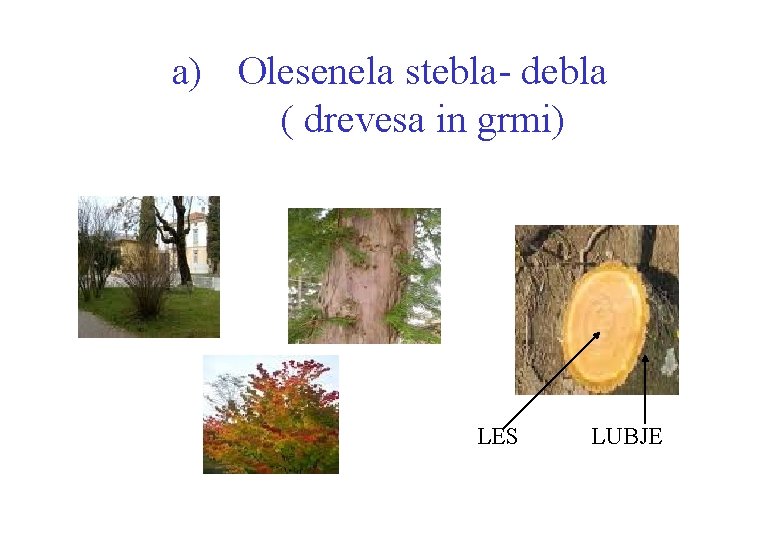 a) Olesenela stebla- debla ( drevesa in grmi) LES LUBJE 